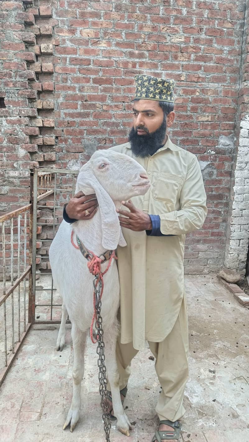 گھر کے پالے ہوے بکرے ماشاء اللہ 0