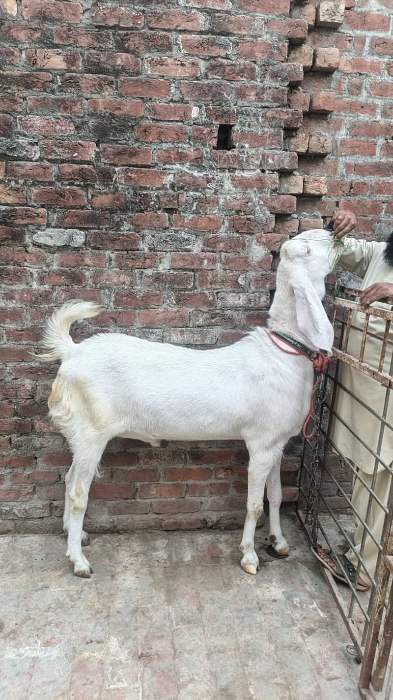 گھر کے پالے ہوے بکرے ماشاء اللہ 1