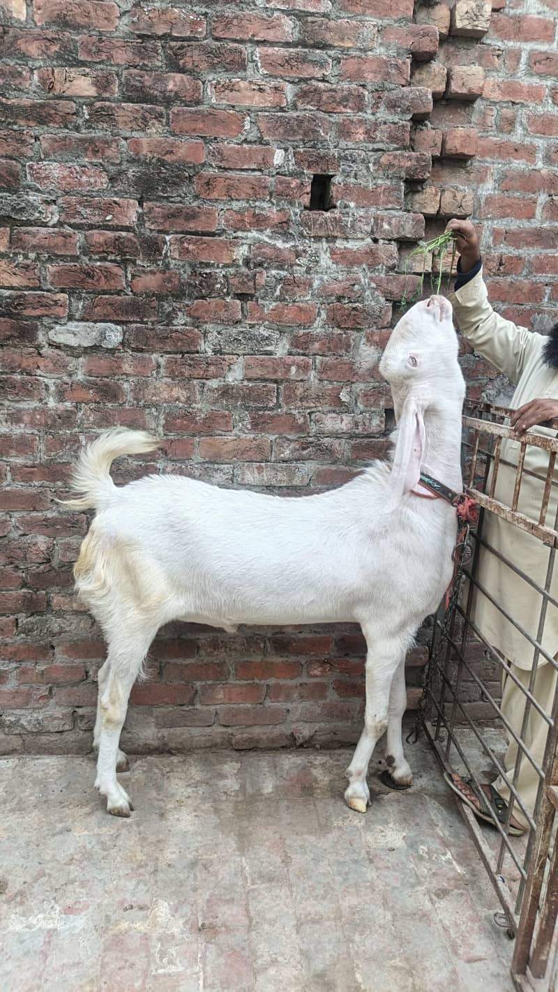 گھر کے پالے ہوے بکرے ماشاء اللہ 2