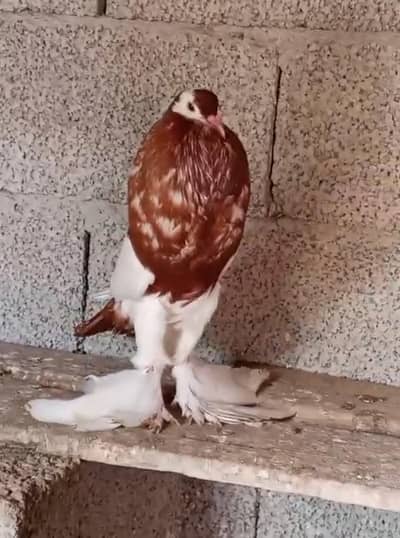 magpai bloom breeder pair