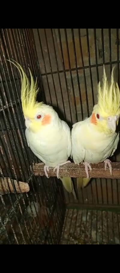 Cream Cocktail Bredar pair confirm