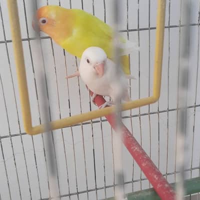 crimimo pair  crimino & Albino pair  all perfect