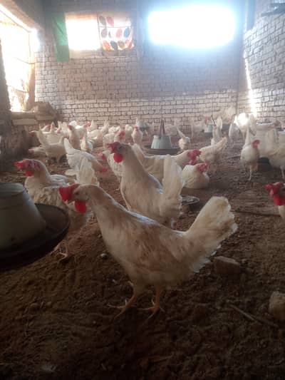 layer hens 7 month old egg laying