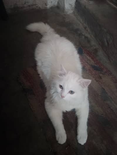 Persian cat  cat for sale pure Persian breed