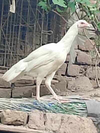 pure heera aseel patian for sale
