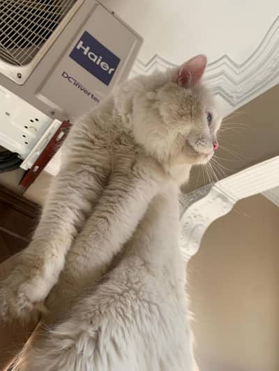 Persian Blue eyes male for sale triple coated white colour