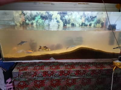 Fish Aquarium