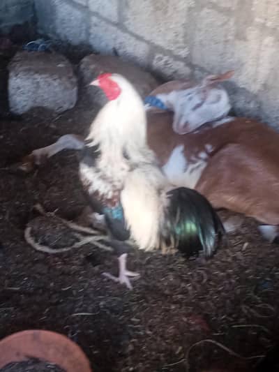 bilkul sahi murga hai bade khat ka hai jis bhai ko chahie vah rasta