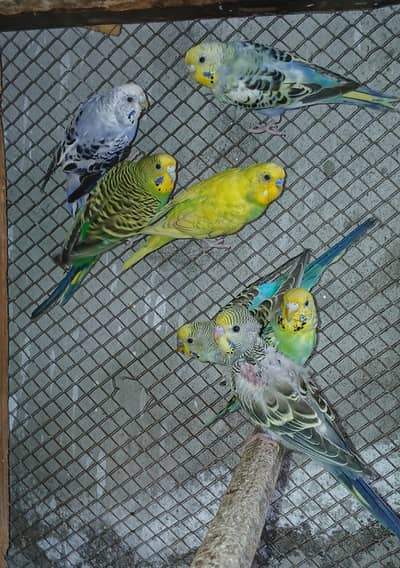 Group Of Budgies