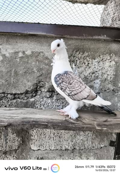 Red cherry sentinet Male