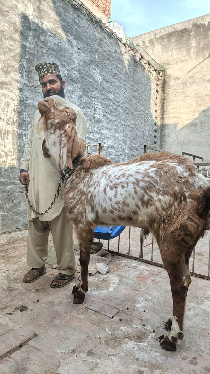 گھر کے پالے ہوے بکرے ماشاء اللہ 5