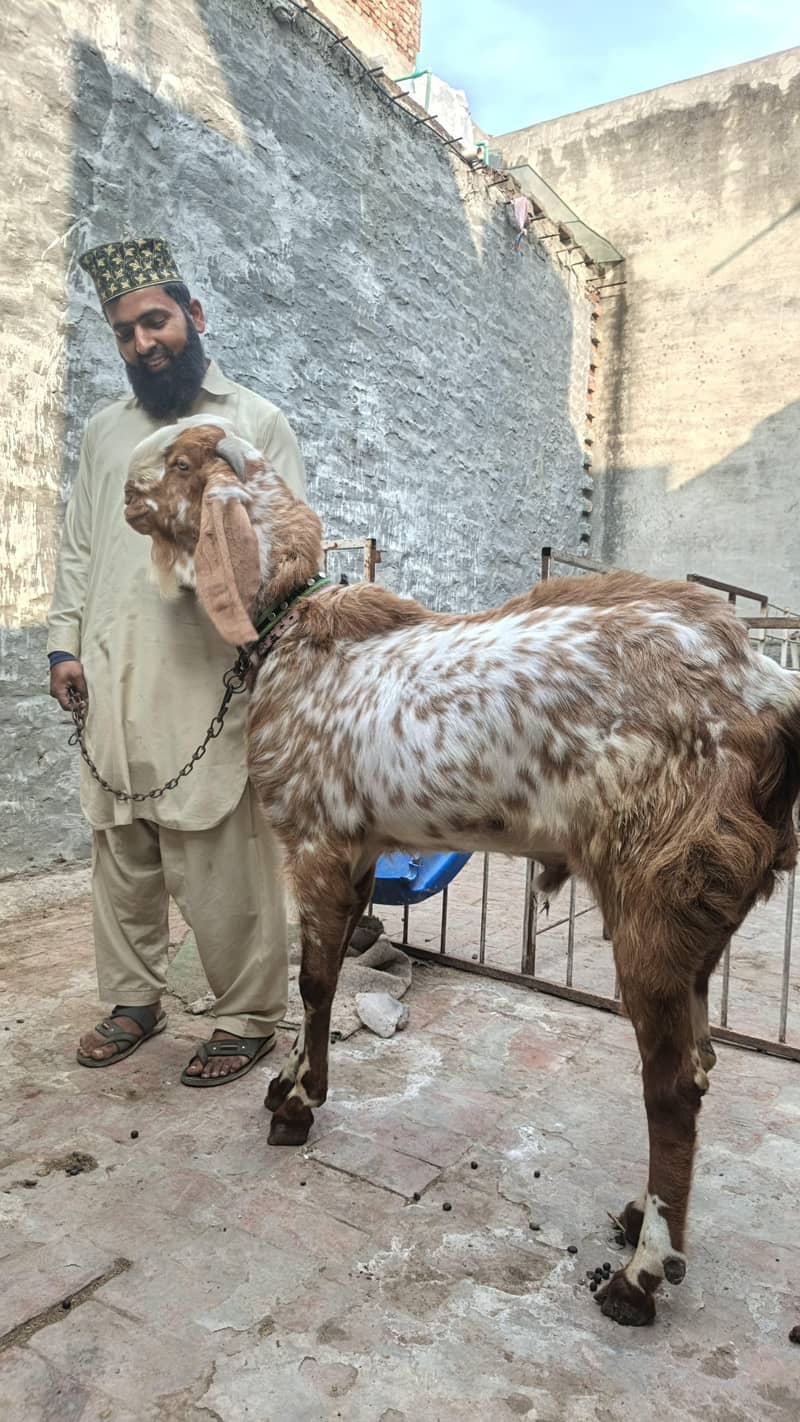 گھر کے پالے ہوے بکرے ماشاء اللہ 6