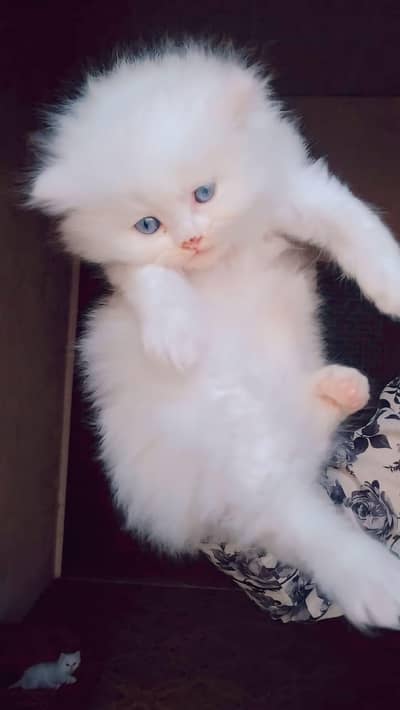 Triple coated pure white what's app : 0302_6247572