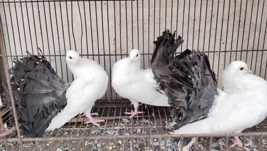 black tail pair and 1 female