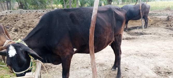 Cow for sale