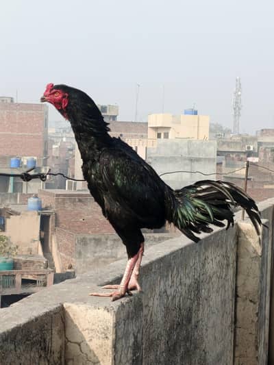 burmi + Pakistani pair