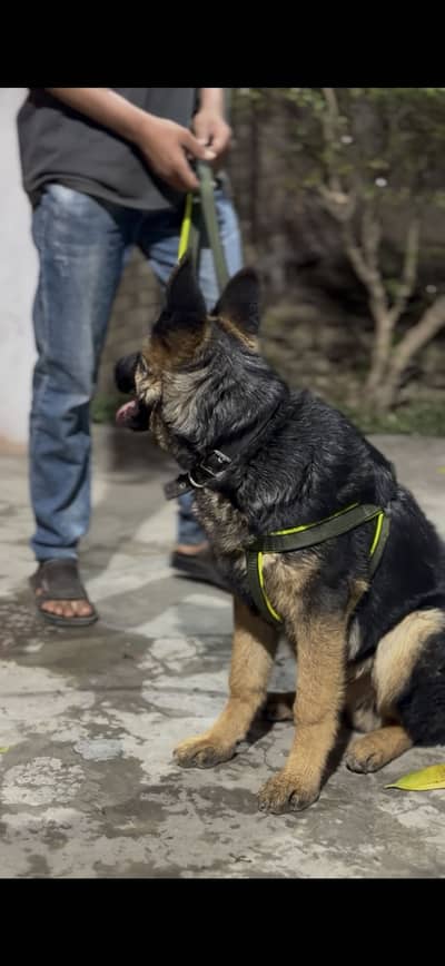 Germen Shephered 5 Months Male