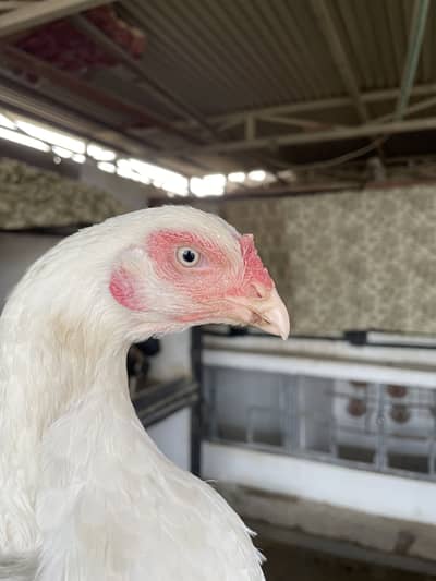 Heera aseel madi available