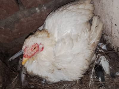 mash Allah Heeri  Kork murgi grnti k sth full size vidio b mil jiye gi