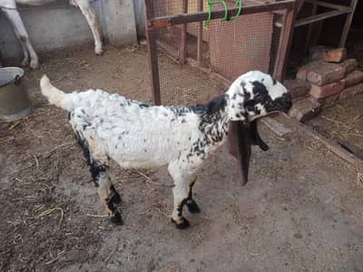 Pure makhi china bkra