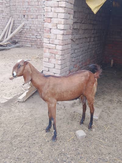 Good goat in the female