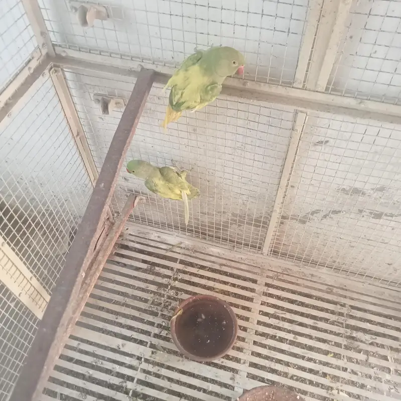 parrot cage — photo 4
