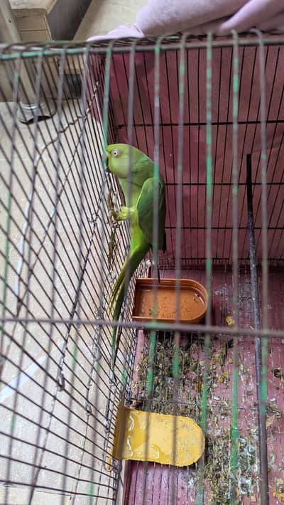 Talking female parrot for sale