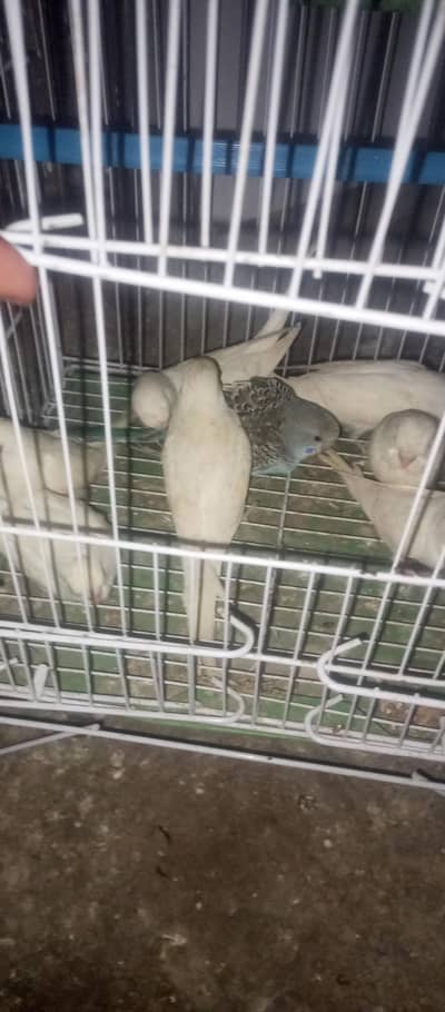 buggies pathy red eyes