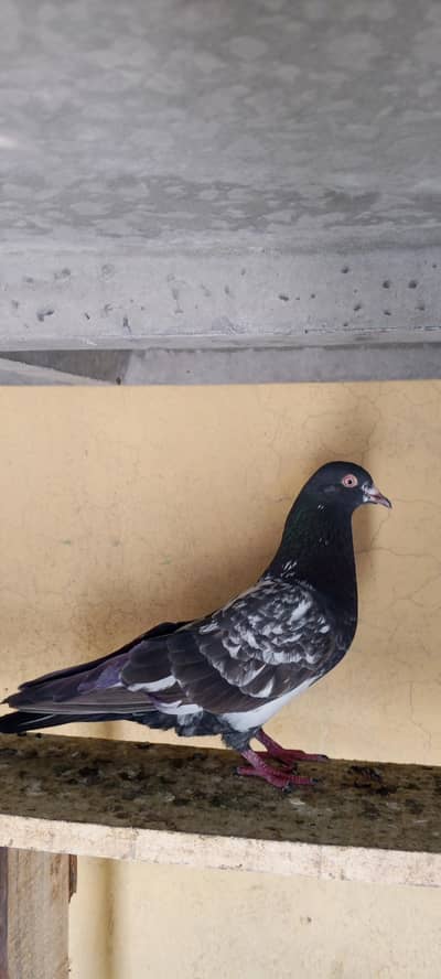 high flying pigons pair