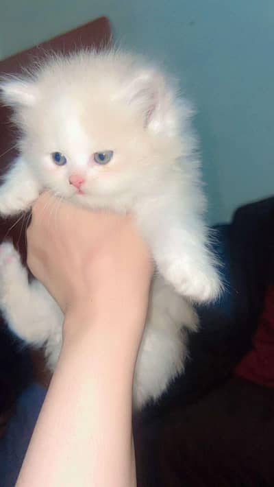 Persian kitten