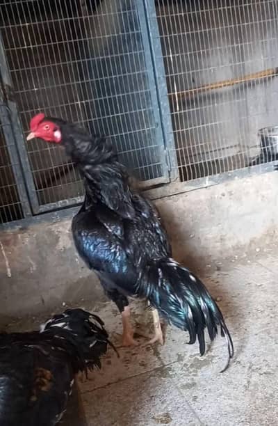 Aseel Murgha For Sale