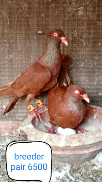 fancy pigeon | kabutar| Jacobin|  frillback saddle | amarican fantail|