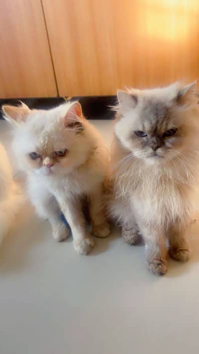 Siamese himaliyan cat pair for sale