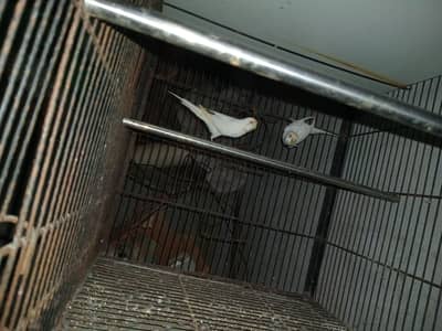 Full White Breeder pair of budgies Red Eyes Female and Black eyes male