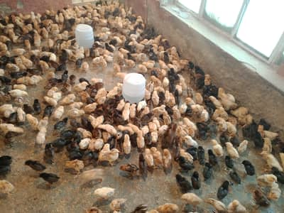 گولڈن مصری چوزے فروخت کے لیے دستیاب