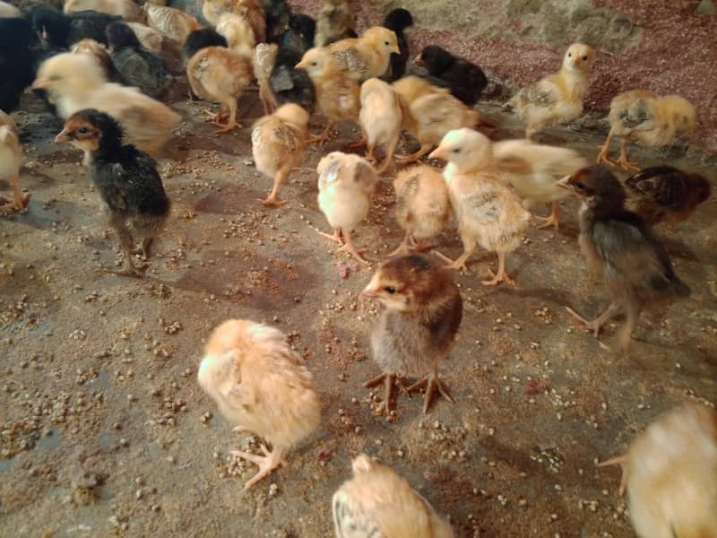 گولڈن مصری چوزے فروخت کے لیے دستیاب 1