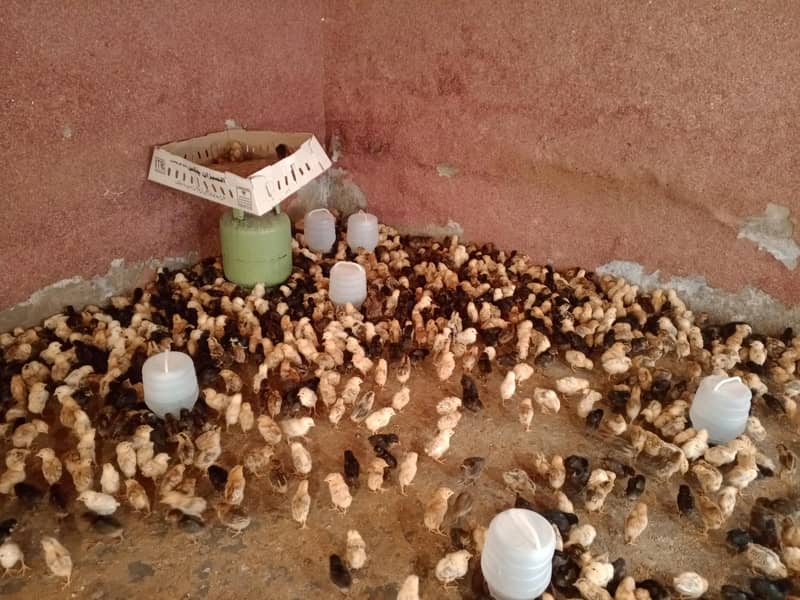 گولڈن مصری چوزے فروخت کے لیے دستیاب 4