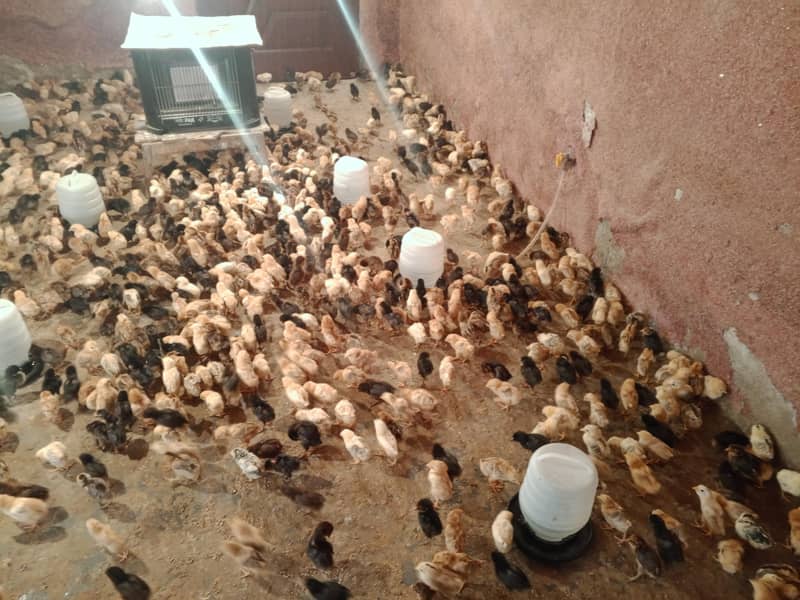 گولڈن مصری چوزے فروخت کے لیے دستیاب 5