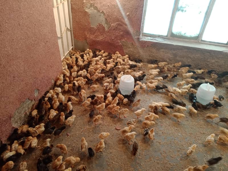 گولڈن مصری چوزے فروخت کے لیے دستیاب 8