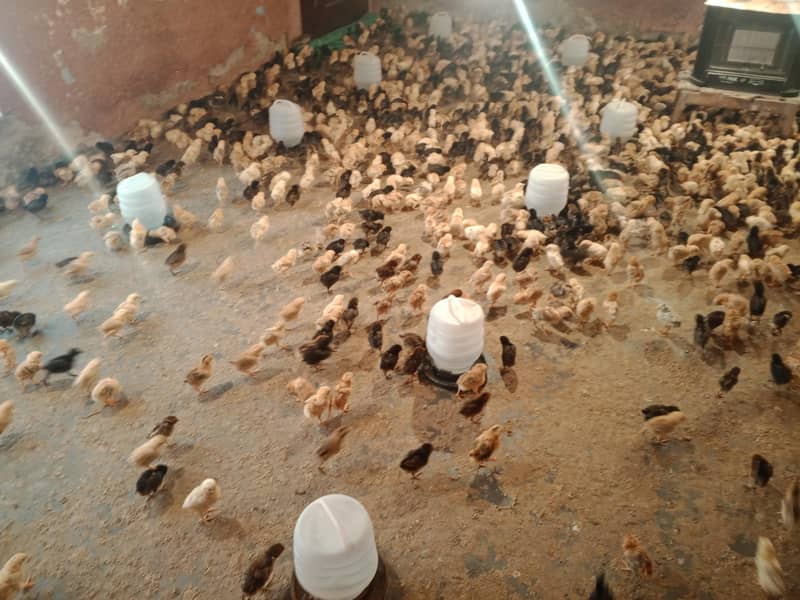 گولڈن مصری چوزے فروخت کے لیے دستیاب 10