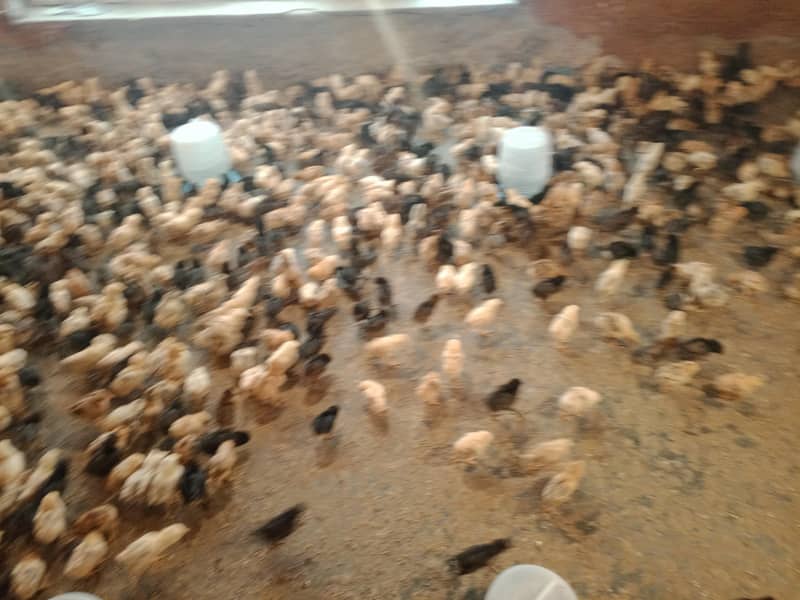 گولڈن مصری چوزے فروخت کے لیے دستیاب 12