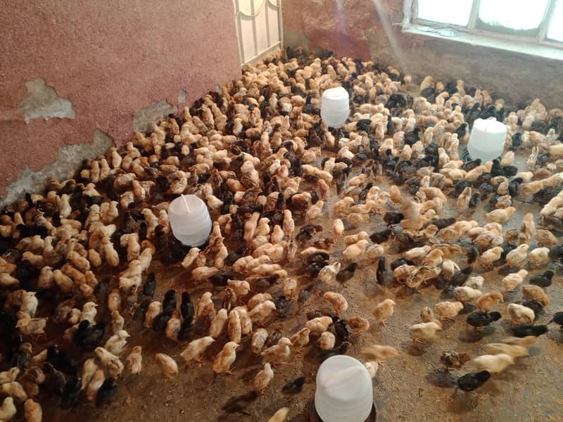 گولڈن مصری چوزے فروخت کے لیے دستیاب 14