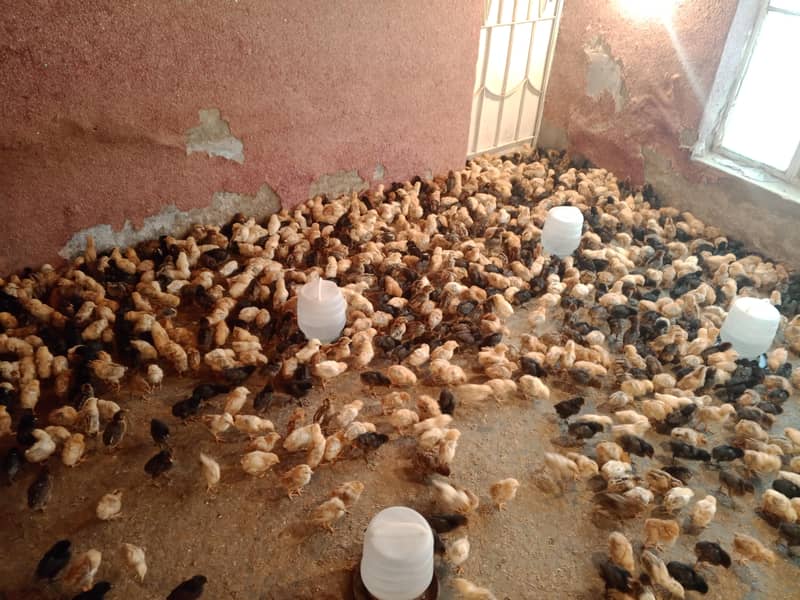 گولڈن مصری چوزے فروخت کے لیے دستیاب 16