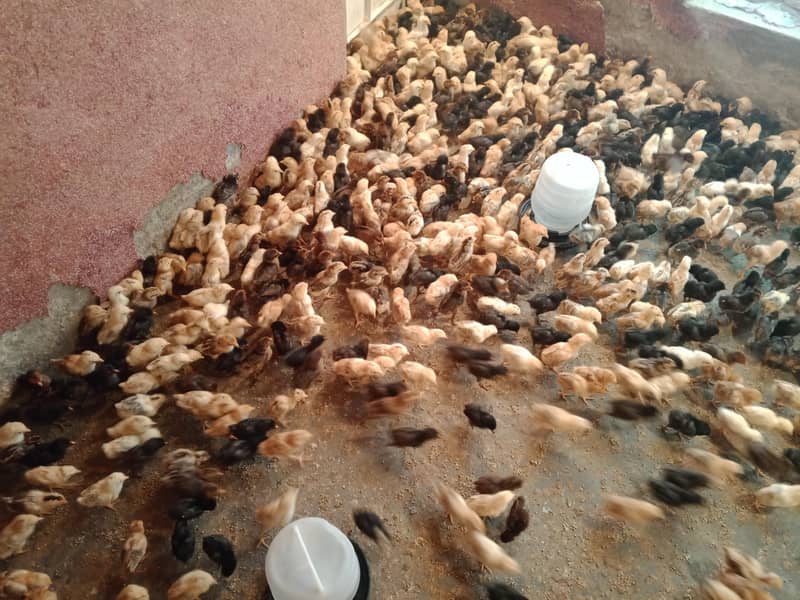 گولڈن مصری چوزے فروخت کے لیے دستیاب 17