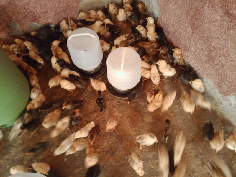 گولڈن مصری چوزے فروخت کے لیے دستیاب 19