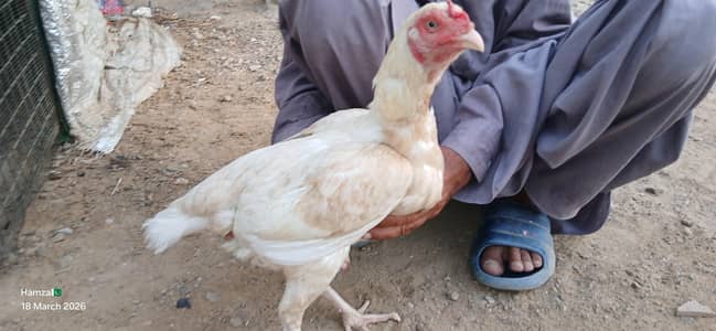 Aseel Heera Boski Shed