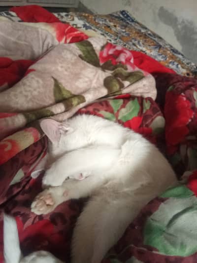 Male Persian Cat white