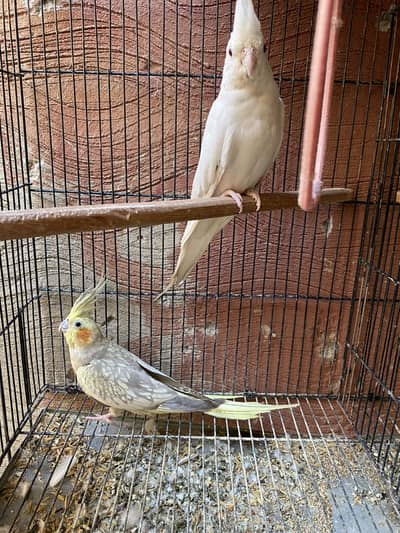 Cocktail and lovebirds breeder pair for sale