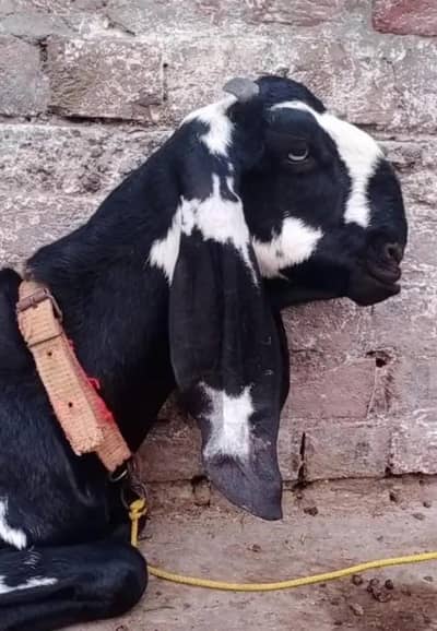 Goat | Beetal Goat | Bakri | Path | Goat for sale | Gaban Bakri