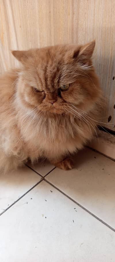 Persian cat 